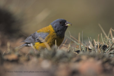 Grey-hooded Sierra-Finch - Phrygilus gayi