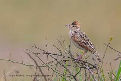 Rufous-naped Lark - Mirafra africana