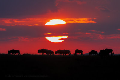 Serengeti Wildbeest - Connochaetes mearnsi