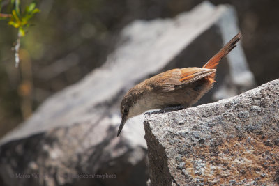 Crag Chilia - Chilia melanura