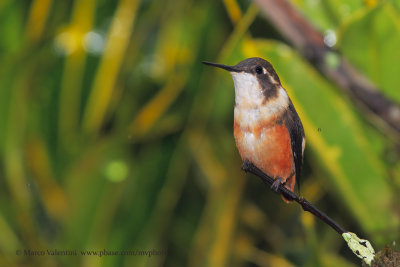 White-bellied Woodstar - Chaetocercus mulsant