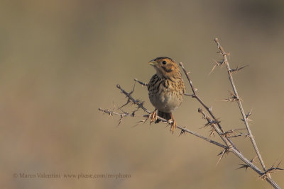 Corn Bunting - Miliaria calandra
