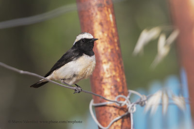 Cyprus Wheatear - Oenanthe cypriaca