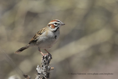 Lark Sparrow - Chondestes grammacus