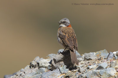 Rufous-collared Sparrow - Zonotrichia capensis