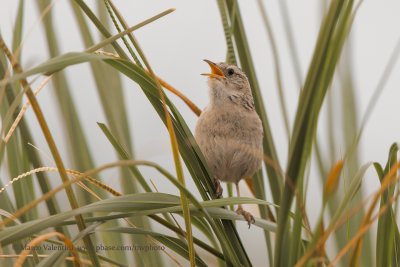 Grass Wren- Cistophorus platensis