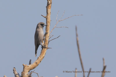 Black-faced Woodswallow - Artamus cinereus