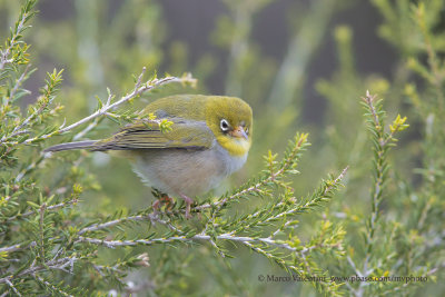 Silvereye - Zosterops lateralis