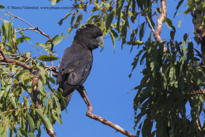 Red-tailed Black-Cockatoo - Calyptorhynchus banksii