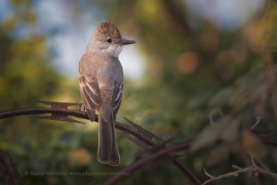 Ash-throated Flycatcher - Myiarchus cinerascens