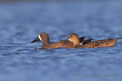 Blue-winged Teal - Anas discors