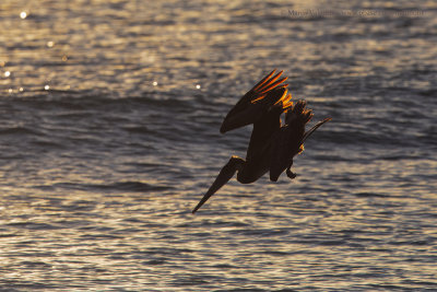 Brown pelican - Pelicanus occidentalis