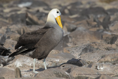 Waved Albatross - Diomedea irrorata