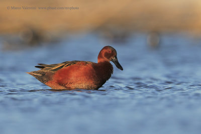 Cinnamon Teal - Anas cyanoptera