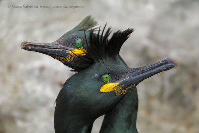 European Shag - Phalacrocorax aristotelis