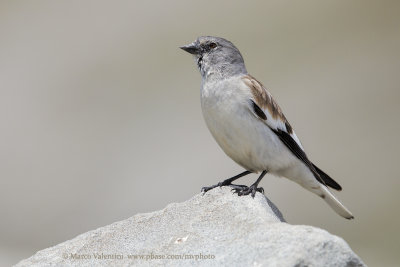 Snowfinch - Montifringilla nivalis