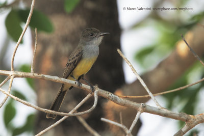 Short-crested Flycatcher - Myiarchus ferox