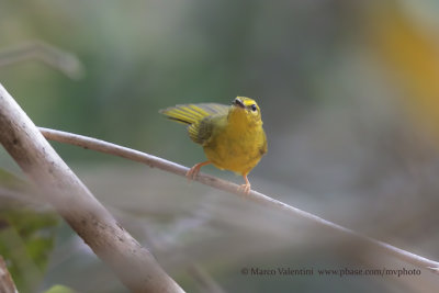 Flavescent Warbler -Basileuterus flaveolus