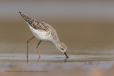 Marsh sandpiper - Tringa stagnatilis