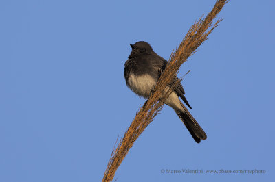 Black phoebe - Sayornis nigricans