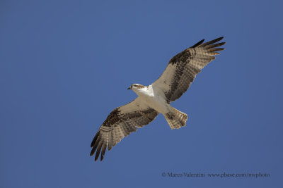 Osprey - Pandion haliaetus