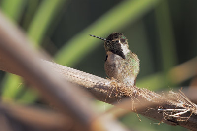 Costa's Hummingbird - Calyptes costae