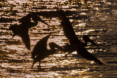 Brown pelican - Pelicanus occidentalis