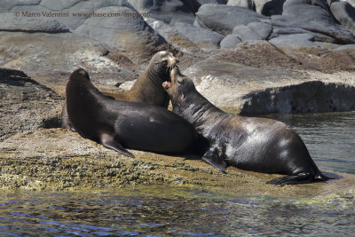 Sea lion