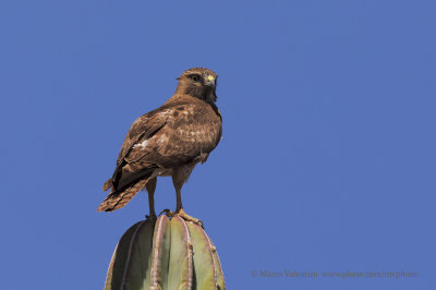 Red-tailed Hawk - Buteo jamaicensis