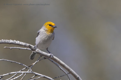 Verdin - Auriparus flaviceps