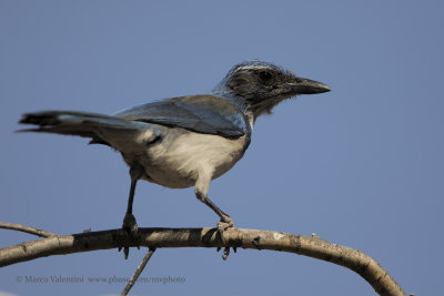 Western Scrub-jay - Aphelocoma californica