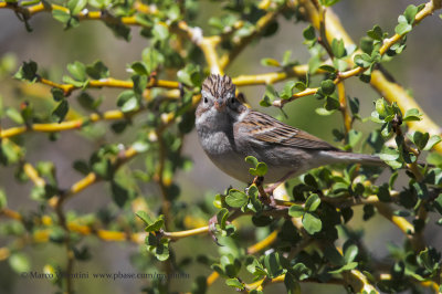 Brewer's Sparrow - Spizella breweri