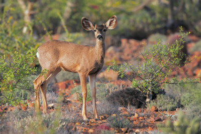Mule deer (Odoicoleus hemionus)