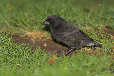 Medium Ground-finch - Geospiza fortis