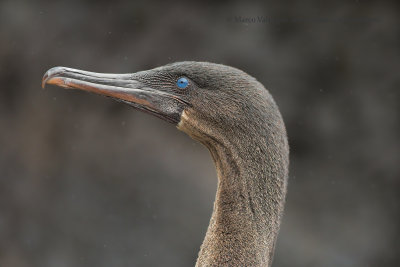 Flightless Cormorant - Phalacrocorax harrisi 