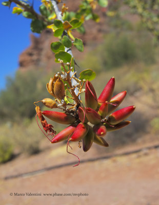 Canyon de la Trinidad