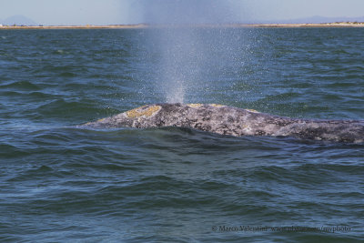 Grey Whale - Eschrichtius robustus