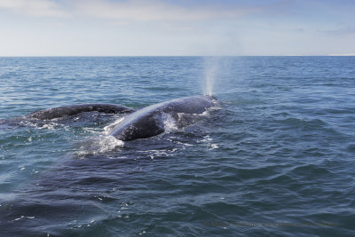 Grey Whale - Eschrichtius robustus