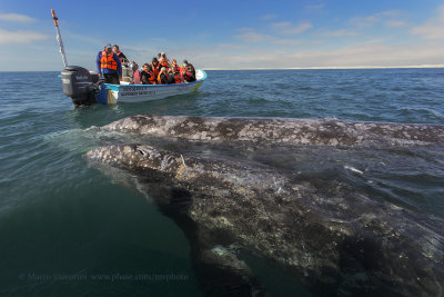 Grey Whale - Eschrichtius robustus