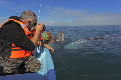 Grey Whale - Eschrichtius robustus