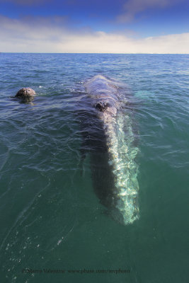 Grey Whale - Eschrichtius robustus