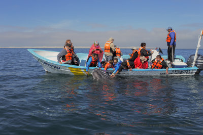 Grey Whale - Eschrichtius robustus