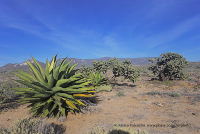 Agave with landscape