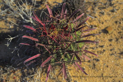 Ferocactus