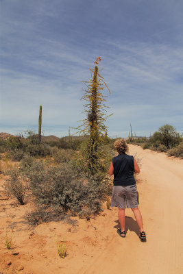 Boojum trees, Cirio columnaris