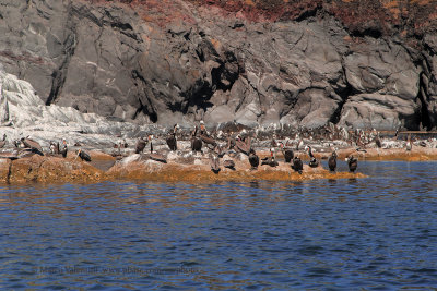 Pelicans