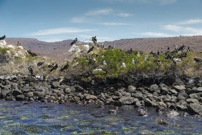 Magnificent frigatebird