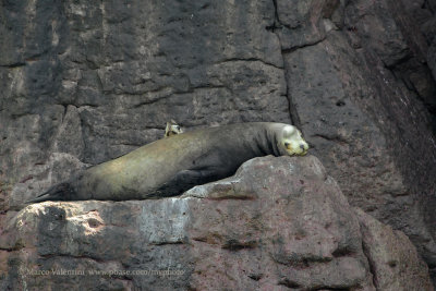 California Sea Lion