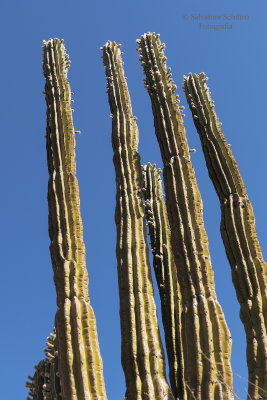 Pachycereus pringlei 