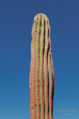 Pachycereus pringlei 